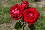 Burning Love rose photo