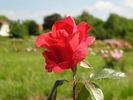 Cherry Glow rose photo