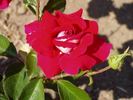 Cleopatra rose photo
