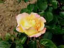 Dorothy Goodwin rose photo