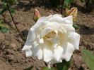 Edel rose photo