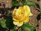 Farah rose photo