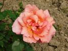 Flammenrose rose photo