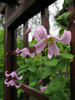 Pagoda clematis photo