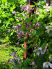 Pagoda clematis photo