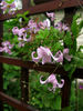 Pagoda clematis photo