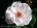 Baroness Marie Velge rose photo