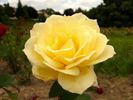 Gold Dot rose photo