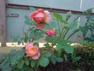 Indira rose photo