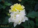Adson von Melk rose photo
