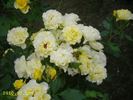 Adson von Melk rose photo