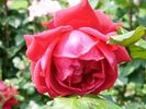 Figaro rose photo