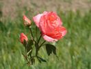 Flamingo rose photo