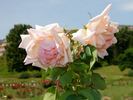 Lord Rossmore rose photo