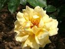 Mary Merryweather rose photo