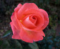 Robert Clements rose photo
