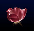 Angel Darling rose photo