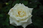 Diamond Days Forever rose photo