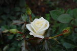 Diamond Days Forever rose photo