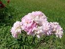 Mrs. Joseph Hiess rose photo