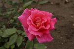 Mrs. L.B. Coddington rose photo