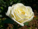 Natalie Boettner rose photo