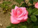 Privet iz Alma-Aty rose photo