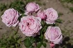 Raquel Meller rose photo