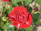 Samantha ® rose photo