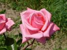Shannon ® rose photo