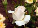 Summer Queen rose photo