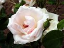 Summer Queen rose photo