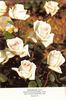 Memoriam rose photo