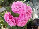 Cardiff Castle rose photo