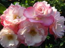 Sakuragasumi, Cl. rose photo