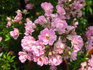 Yametsu-hime Cl. rose photo