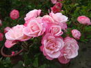 Sakuragasumi, Cl. rose photo