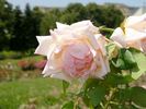 Lord Rossmore rose photo