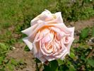 Lord Rossmore rose photo