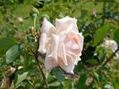 Lord Rossmore rose photo