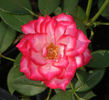 Albuquerque Enchantment rose photo