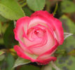 Albuquerque Enchantment rose photo