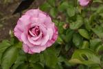 Tutu Mauve rose photo