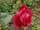 Vaterland rose photo