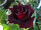 Black Beauty ® rose photo