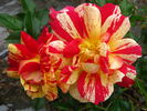 Kirari rose photo