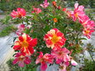 Kirari rose photo