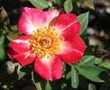 Peggy T ™ rose photo
