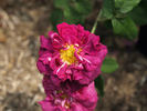 Marcel Bourgoin rose photo