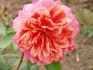 Indira rose photo